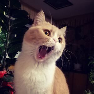 欧美老妇人XX日韩乱伦
